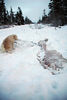 Alexia Mellups (AStarIsEarned) > Snowshoe on Christmas Eve >  Snowshoe Walk wDogs 12 24 05-107