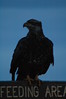 Alexia Mellups (AStarIsEarned) > Eagle Feeding Area >  Eagle Feeding Area-02
