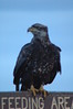 Alexia Mellups (AStarIsEarned) > Eagle Feeding Area >  Eagle Feeding Area-04
