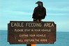 Alexia Mellups (AStarIsEarned) > Eagle Feeding Area >  Eagle Feeding Area-21