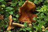 Alexia Mellups (AStarIsEarned) > Wild Mushrooms, Homer, Alaska