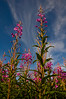 Alexia Mellups (AStarIsEarned) > Fireweed, Carl Wynn Nature Center, Homer, Alaska.
