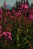 Alexia Mellups (AStarIsEarned) > Fireweed, Carl Wynn Nature Center, Homer, Alaska.