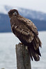 Alexia Mellups (AStarIsEarned) > Adolescent Eagle, Homer, Alaska.