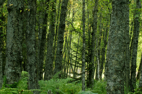 Alexia Mellups (AStarIsEarned) > Green Woods, Homer, Alaska