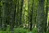 Alexia Mellups (AStarIsEarned) > Green Woods, Homer, Alaska
