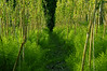 Alexia Mellups (AStarIsEarned) > Rows of Rasberries at Seaside Farm in Homer, Alaska.
