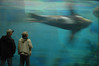Alexia Mellups (AStarIsEarned) > Walrus Swim-By Viewers at Sewerd Sealife Center in Sewerd Alaska.