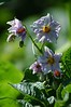 Alexia Mellups (AStarIsEarned) > Potato Flowers, a garden in Homer, Alaska