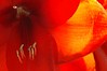 Alexia Mellups (AStarIsEarned) > Blooms - Portfolio in Progress >  v2 cropped close up amaryllis flowers062 watermarked