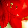 Alexia Mellups (AStarIsEarned) > Blooms - Portfolio in Progress >  v2 cropped odd size amaryllis flowers036 watermarked