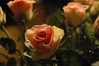 Alexia Mellups (AStarIsEarned) > Blooms - Portfolio in Progress >  PinkRoses Jan 2005026