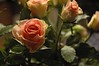 Alexia Mellups (AStarIsEarned) > Blooms - Portfolio in Progress >  PinkRoses Jan 2005022