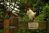 Alexia Mellups (AStarIsEarned) > Rooster on Patrol Homer Alaska