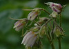 Alexia Mellups (AStarIsEarned) > Potato Flowers, a garden in Homer, Alaska