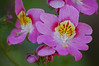 Alexia Mellups (AStarIsEarned) > Best of Alaska - Portfolio in Progress >  Barn Porch Flowerbox015 e1