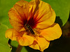 Alexia Mellups (AStarIsEarned) > Bee Busy Pollinating
