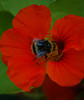 Alexia Mellups (AStarIsEarned) > Bumble Bee Busy Pollinating