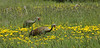 Alexia Mellups (AStarIsEarned) > Cranes, Homer Alaska