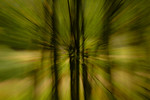 Alexia Mellups (AStarIsEarned) > Thru the Woods. Homer, Alaska. copyright 2005.