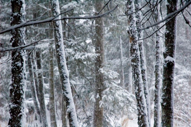 Alexia Mellups (AStarIsEarned) > Snow and Icicles >  Snow and Ice011 e1 WEB
