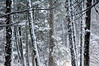 Alexia Mellups (AStarIsEarned) > Snow and Icicles >  Snow and Ice011 e1 WEB