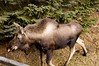 Alexia Mellups (AStarIsEarned) > Moose in the Yard >  Moose 1101EastEnd-14 AdolescByStairs WEB