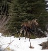 Alexia Mellups (AStarIsEarned) > Moose in the Yard >  Moose 1101EastEnd-02 e1c1 Mama Moose WEB