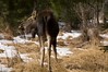 Alexia Mellups (AStarIsEarned) > Moose in the Yard >  Moose 1101EastEnd-32 Moose Looks Back WEB