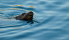 Alexia Mellups (AStarIsEarned) > Stellar Sea Lion, Kodiak, Alaska