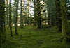 Moss Covered Forest, Chiniak, Kodiak