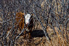 Cow in the Alder, Kodiak, Alaska