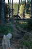 Alexia Mellups (AStarIsEarned) > Dog and Moose