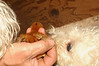 Alexia Mellups (AStarIsEarned) > The Chicks, Dogs and I in Coop photo