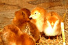 Alexia Mellups (AStarIsEarned) > The Chicks, Dogs and I in Coop photo