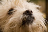 Alexia Mellups (AStarIsEarned) > Best of Alaska - Portfolio in Progress >  ChickCoopBefore-10 Tricksy CloseUp WEB2