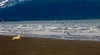 Alexia Mellups (AStarIsEarned) > Dogs at play on Beach photo