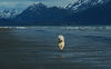 Alexia Mellups (AStarIsEarned) > Dogs at play on Beach photo