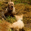 Playing with Dante, July 4th 06 : 